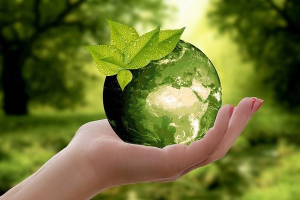 Quelles sont les branches de l'écologie?