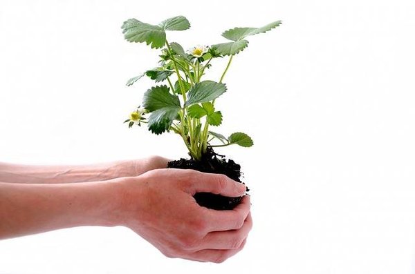 Quelle est la différence entre environnement et écologie ? Un guide complet pour les débutants